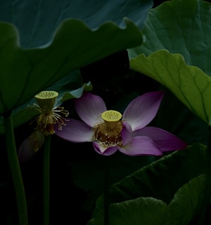 lotus flower
