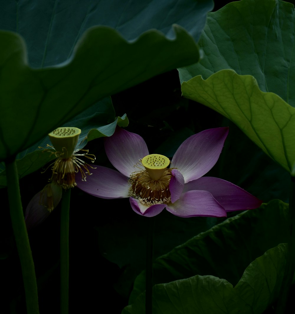 lotus flower