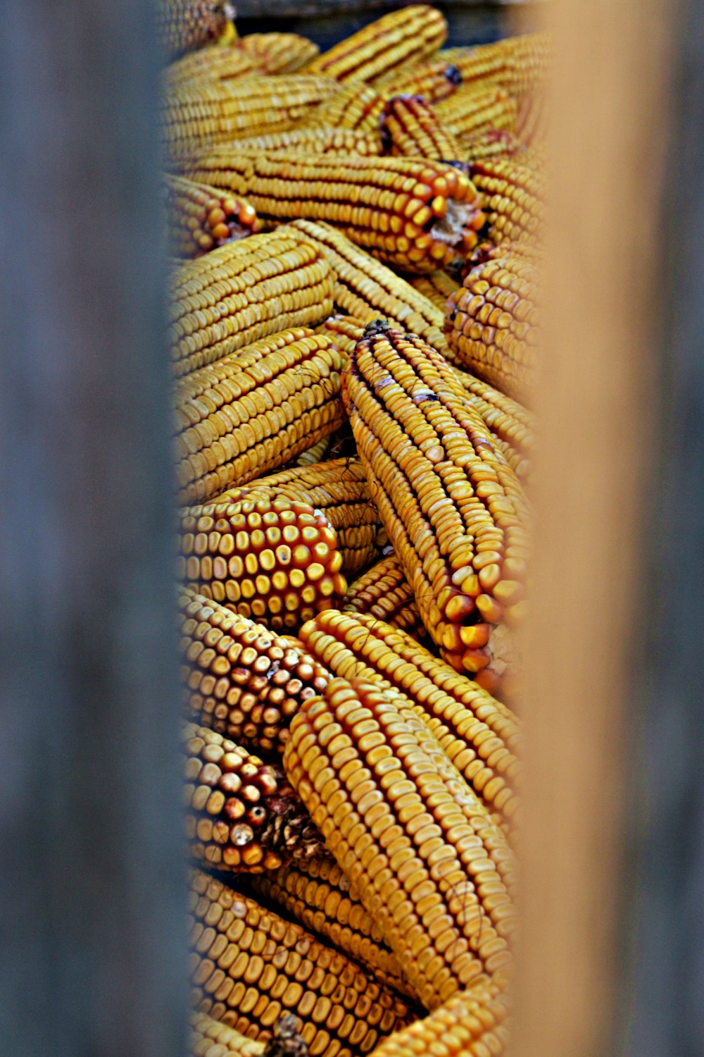shallow focus photography of corn cobs
