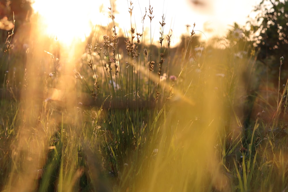 silhouette and close-up photography of green grass at golden hour