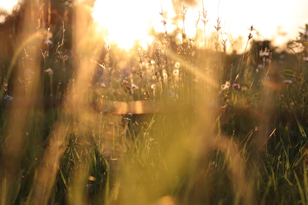 golden hour photography of flowers