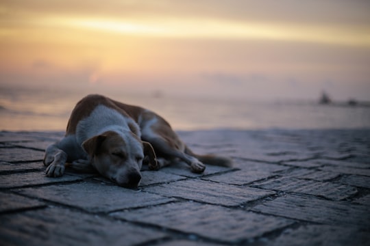 adult white and tank dog lying on ground near beach in Fort Kochi Beach India