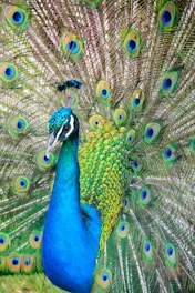 photo of blue and green peacock