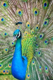 photo of blue and green peacock