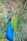 photo of blue and green peacock