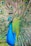 photo of blue and green peacock