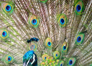 photo of blue and green peacock