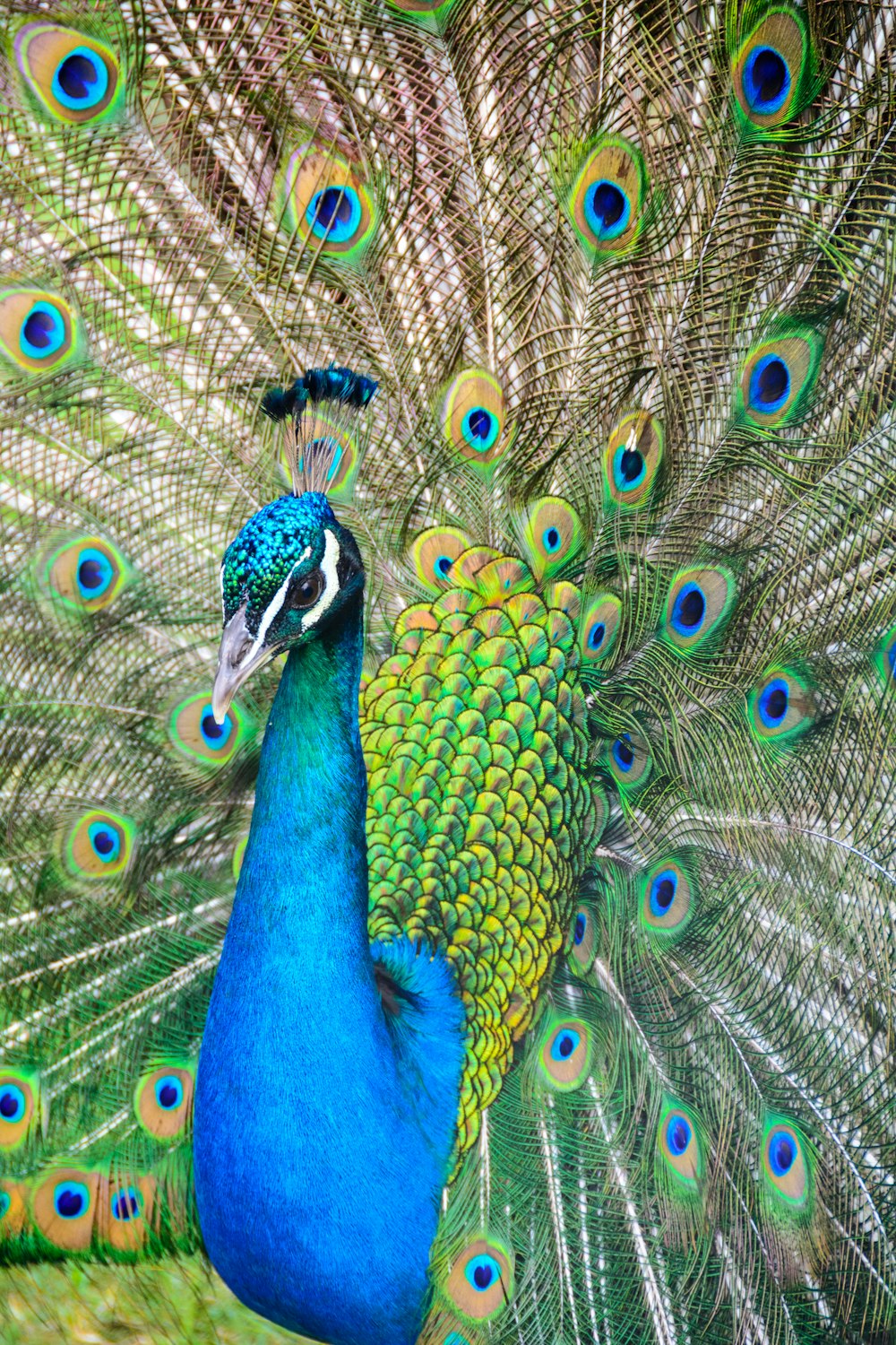 photo of blue and green peacock