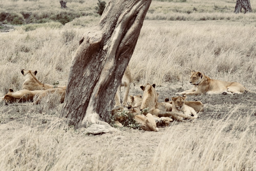 a group of lions resting under a tree