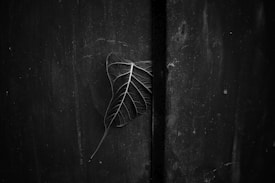 A single leaf lies against a dark, textured background, revealing intricate vein patterns. The composition highlights contrast with its monochrome tones, focusing on the delicate structure of the leaf.