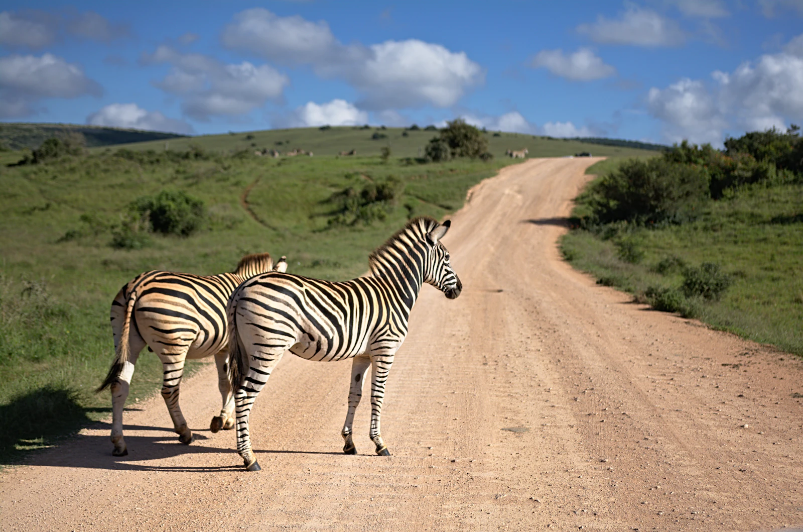 Two zebras standing on a dirt road in South Africa
