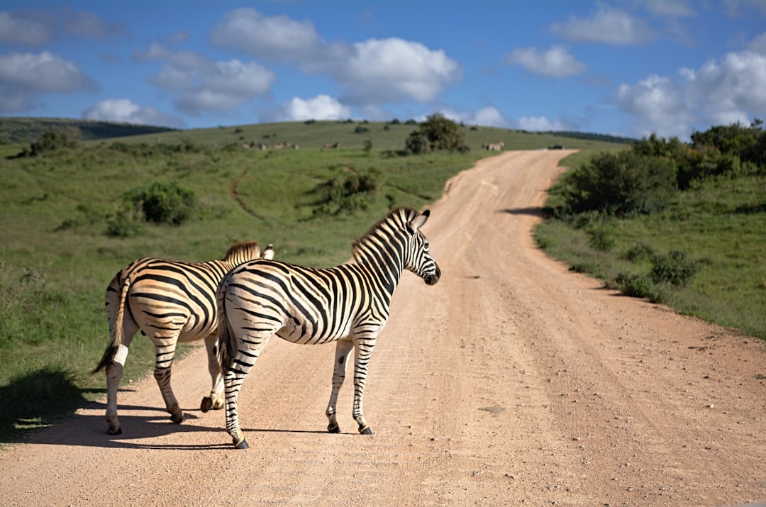 two zebras walking on brown path,