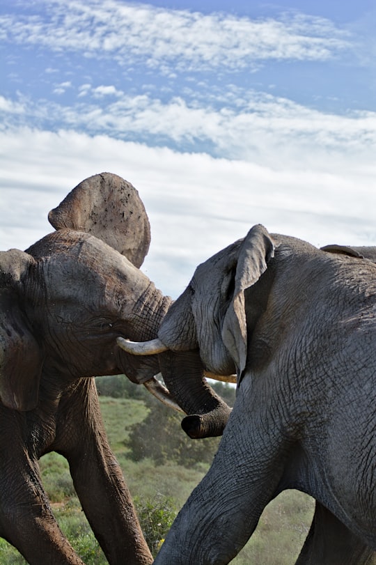 two fighting elephants statues under blue sky in Addo Elephant National Park South Africa