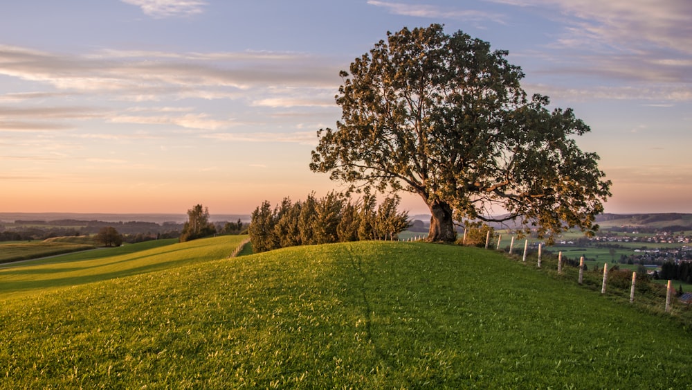 fotografia de paisagem de gramado com árvore