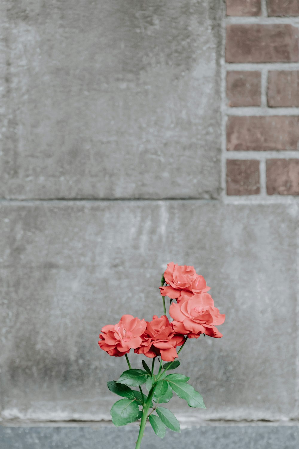 red rose flowers next to gray concrete surface during daytime