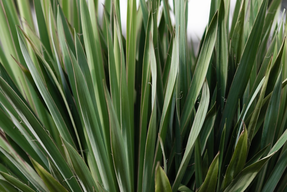 green leafed plant