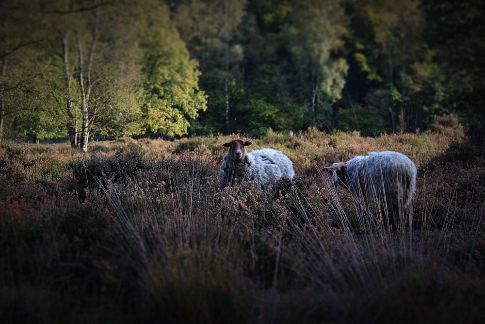 two white lamb near trees
