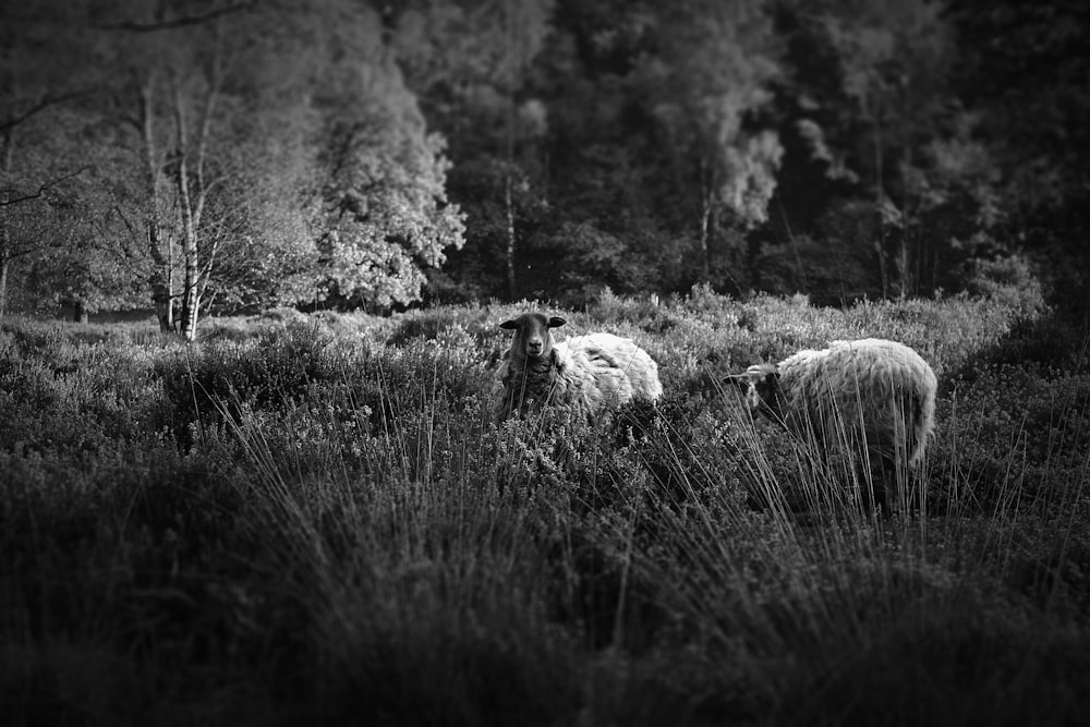 grayscale photography of two sheeps