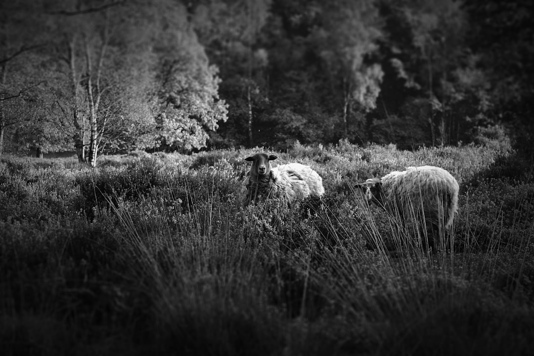 Wildlife photo spot Kasteel Tudor Ghent