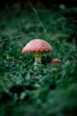 red mushroom on green grass