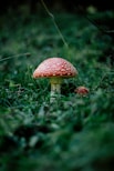 red mushroom on green grass