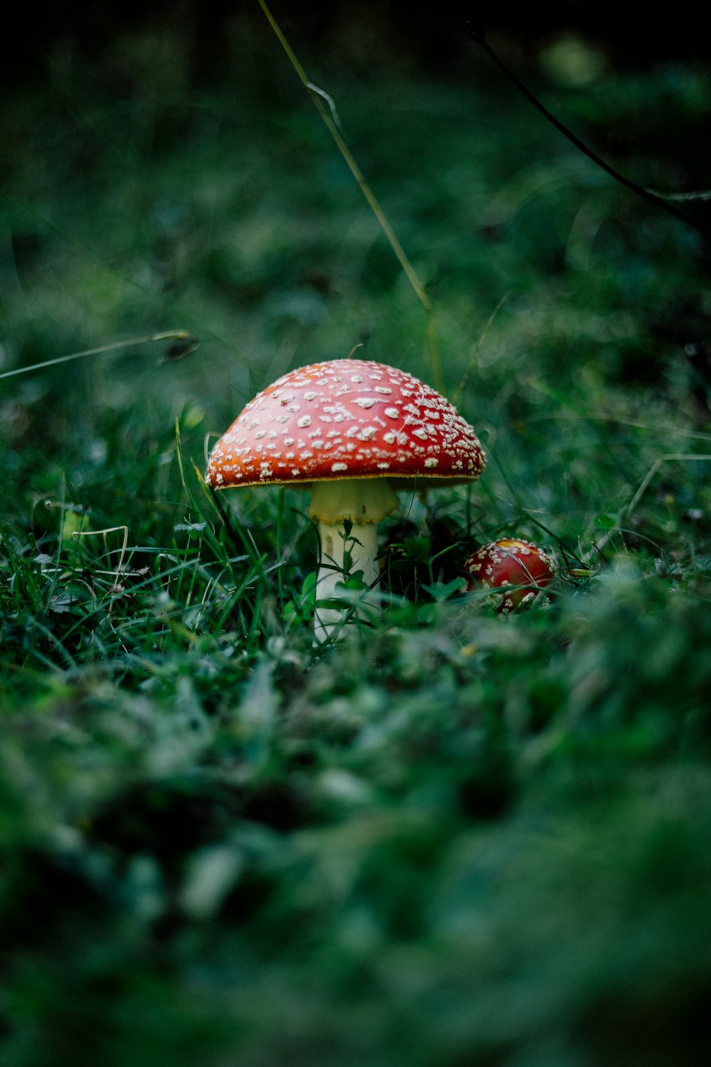 champignon rouge sur herbe verte