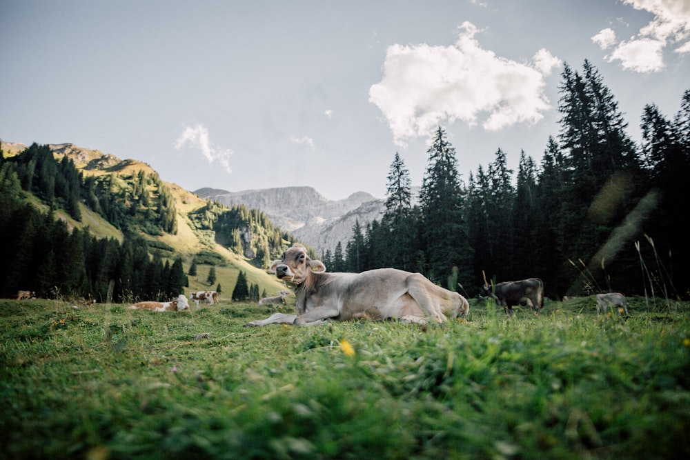 water buffalo lying on grass