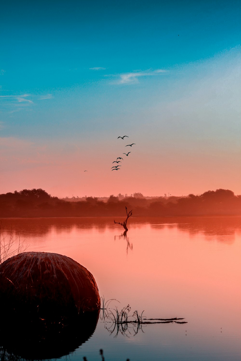 pájaros volando