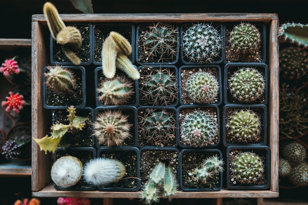 cactus verdi su scatola di legno marrone