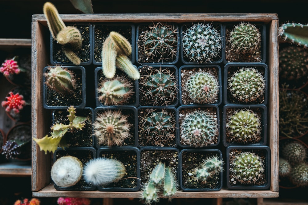 green cacti on brown wooden storage box