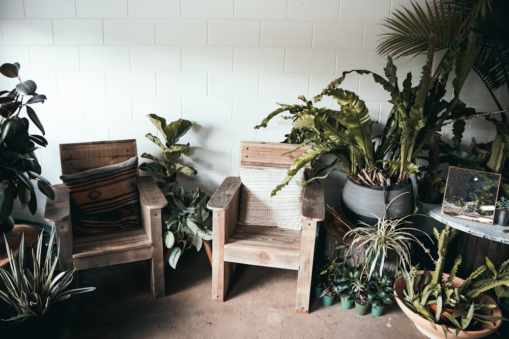 two brown wooden armchairs surrounded with green plants