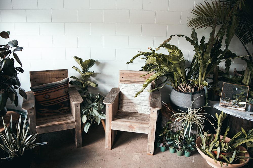 deux fauteuils en bois marron entourés de plantes vertes