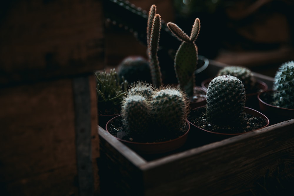 Plantas de cactus verdes