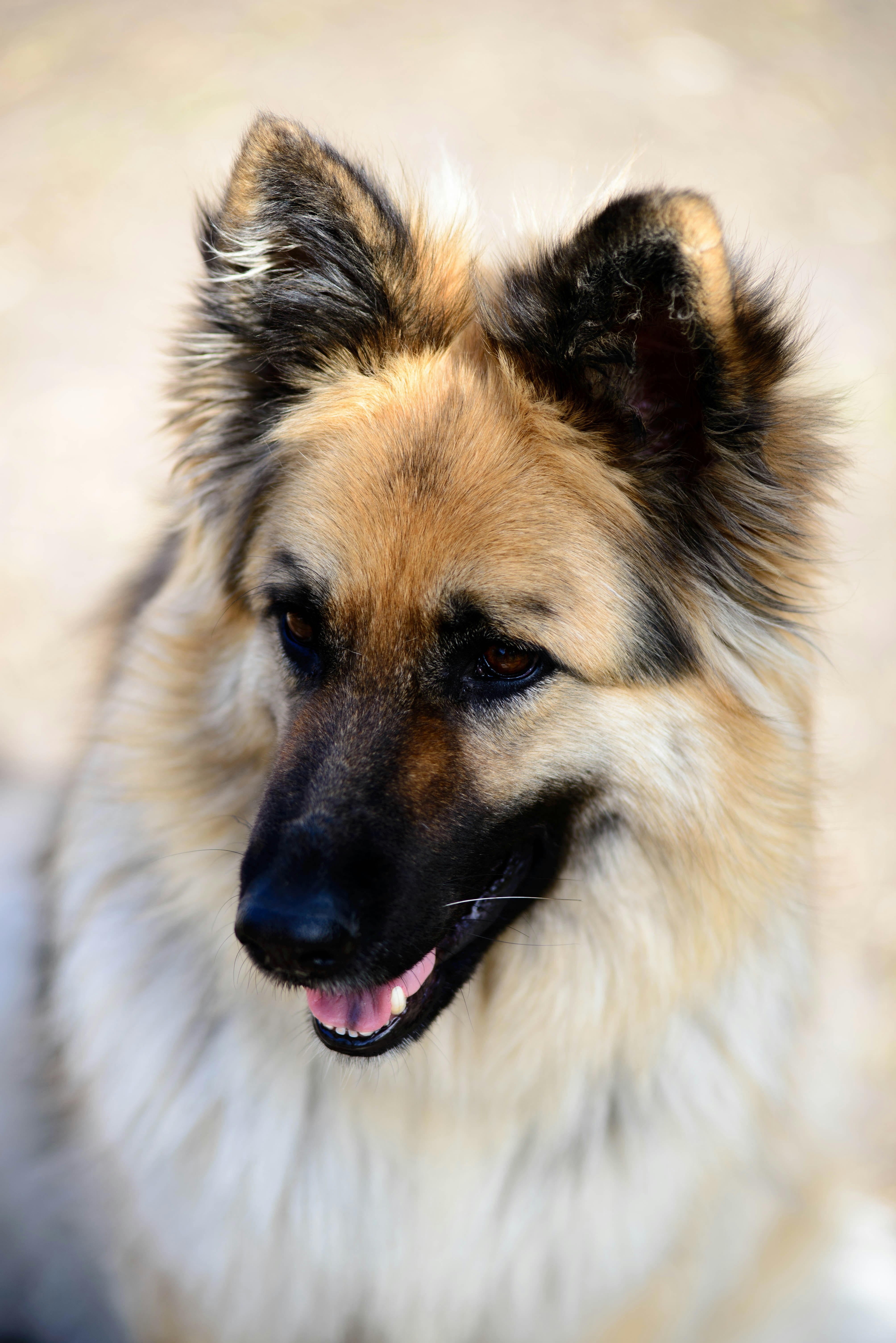 Fluffy Dog Pictures | Download Free Images on Unsplash