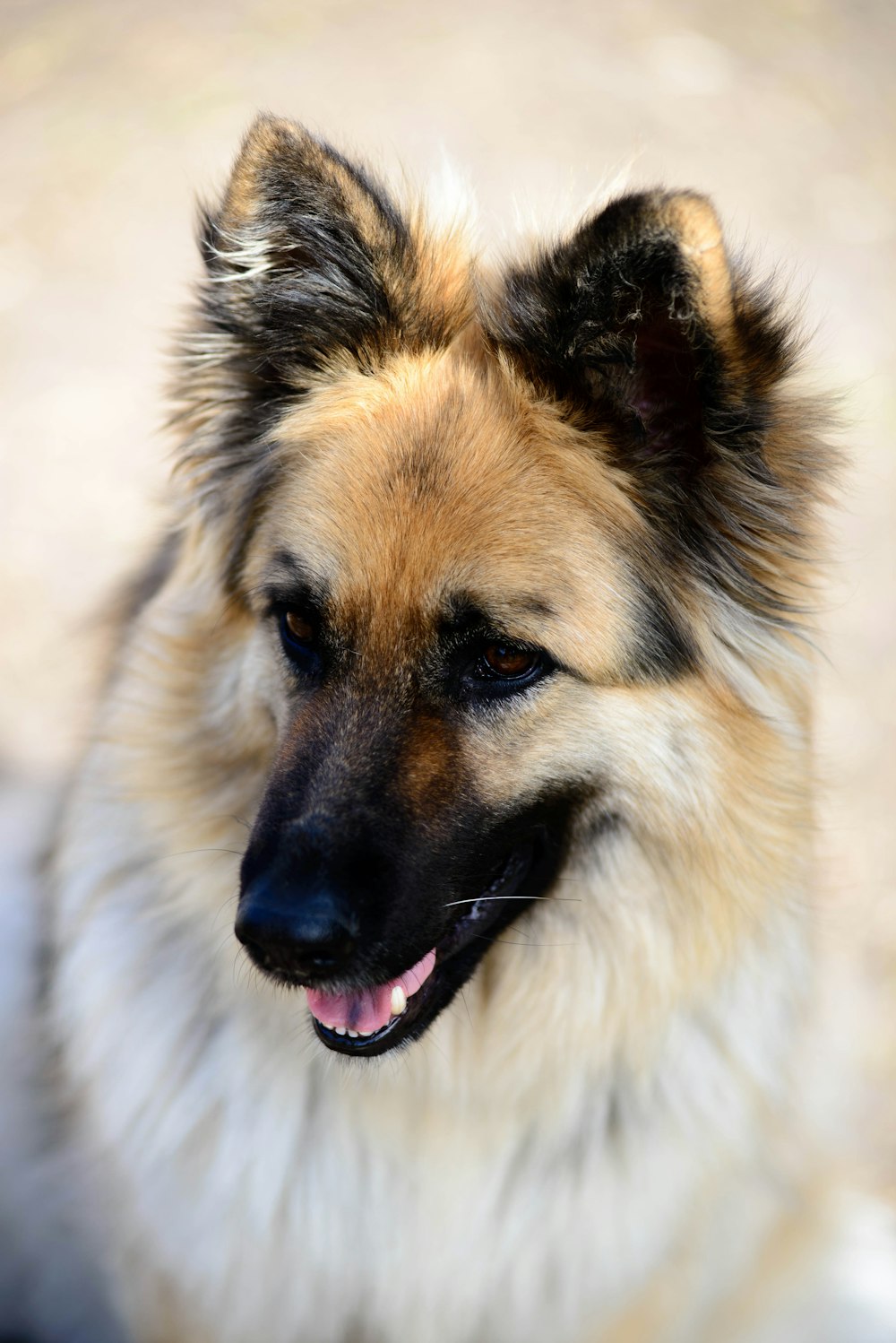 adult black and tan German shepherd