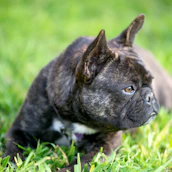 A playful Isabella French Bulldog running in a grassy yard, its unique coloring shining in the sun.