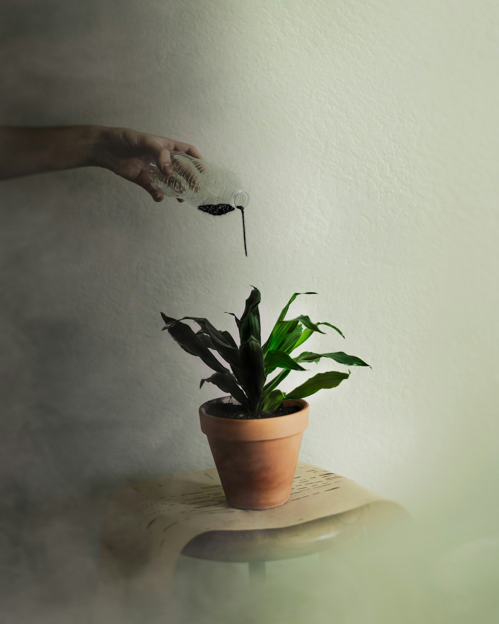 persona regando planta de hojas verdes con líquido negro