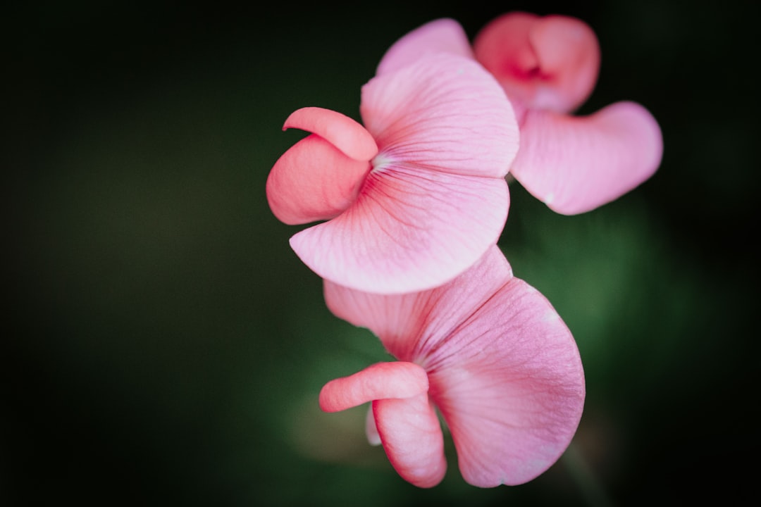 close-up photo of pink flower