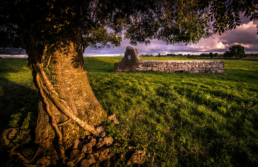 green leafed tree