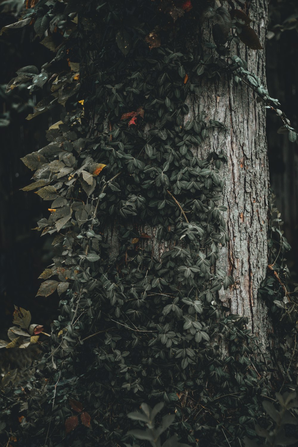 green leafed tree during nighttime