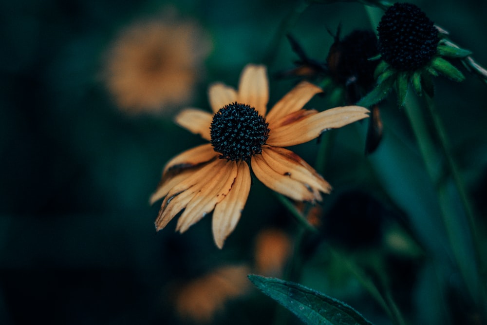 macro shot photography of flower