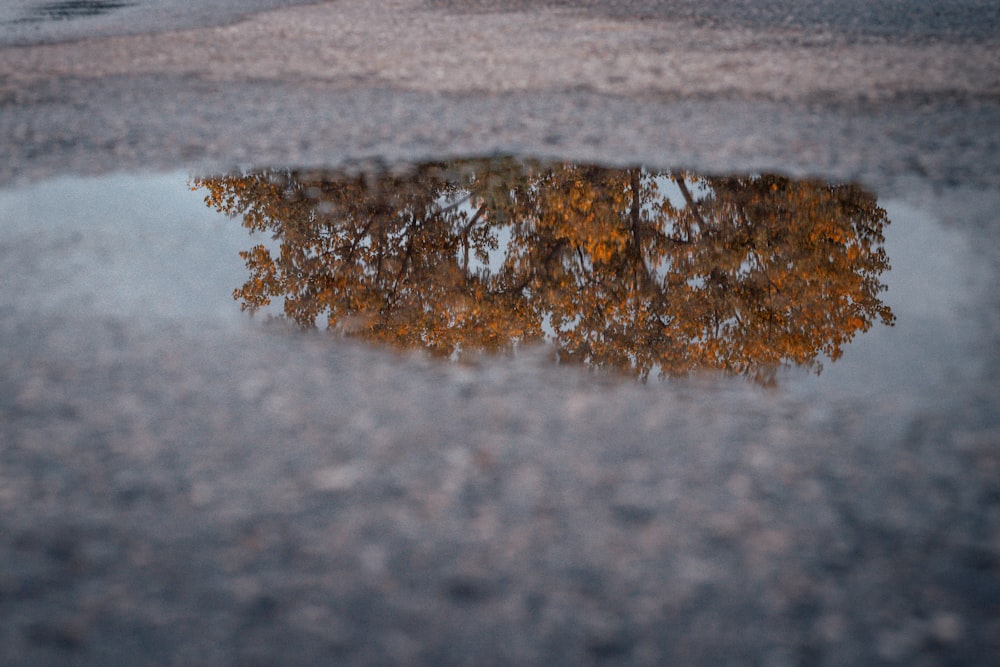 brown leaves tree reflecting on water pond