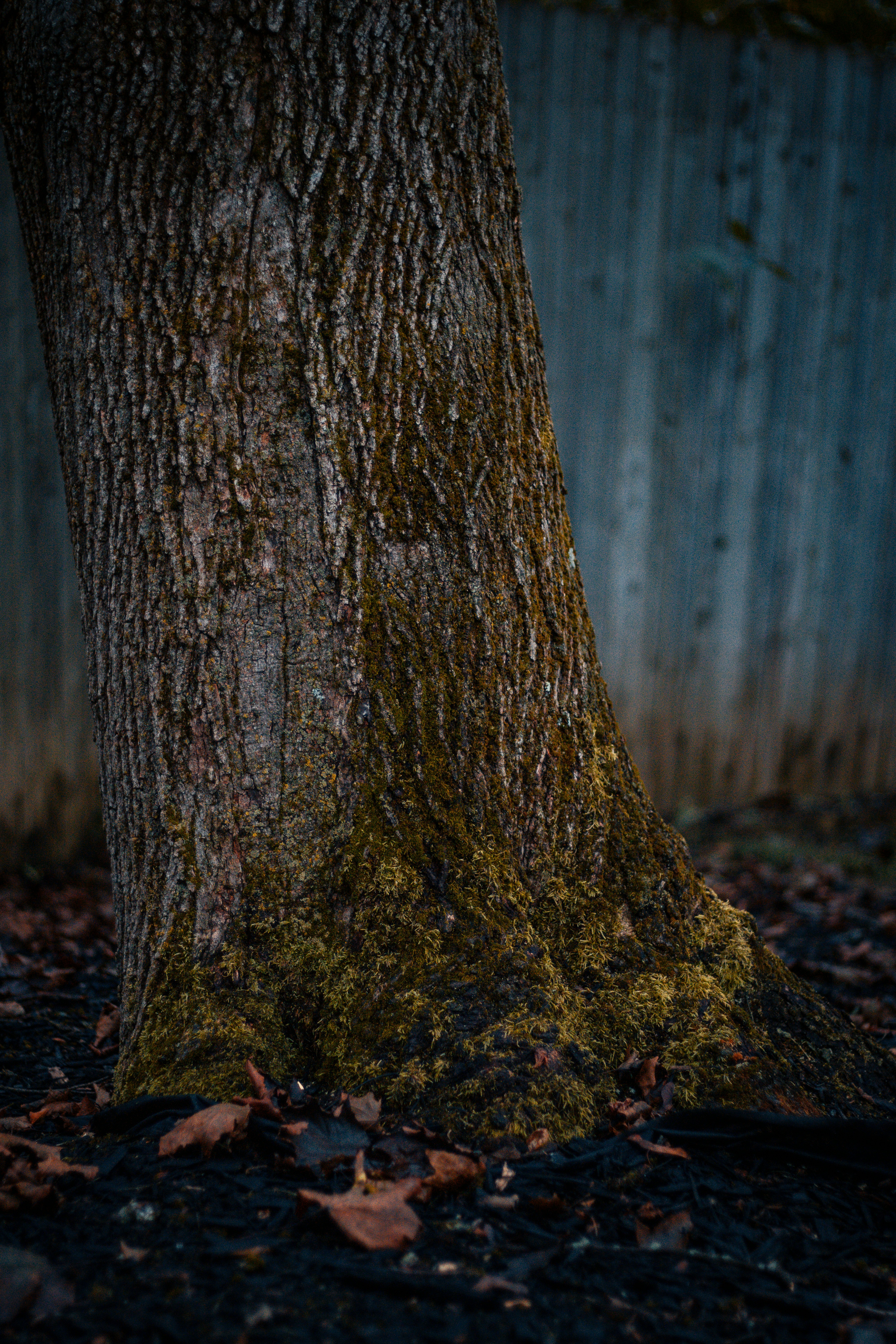 brown withered leaves near tree