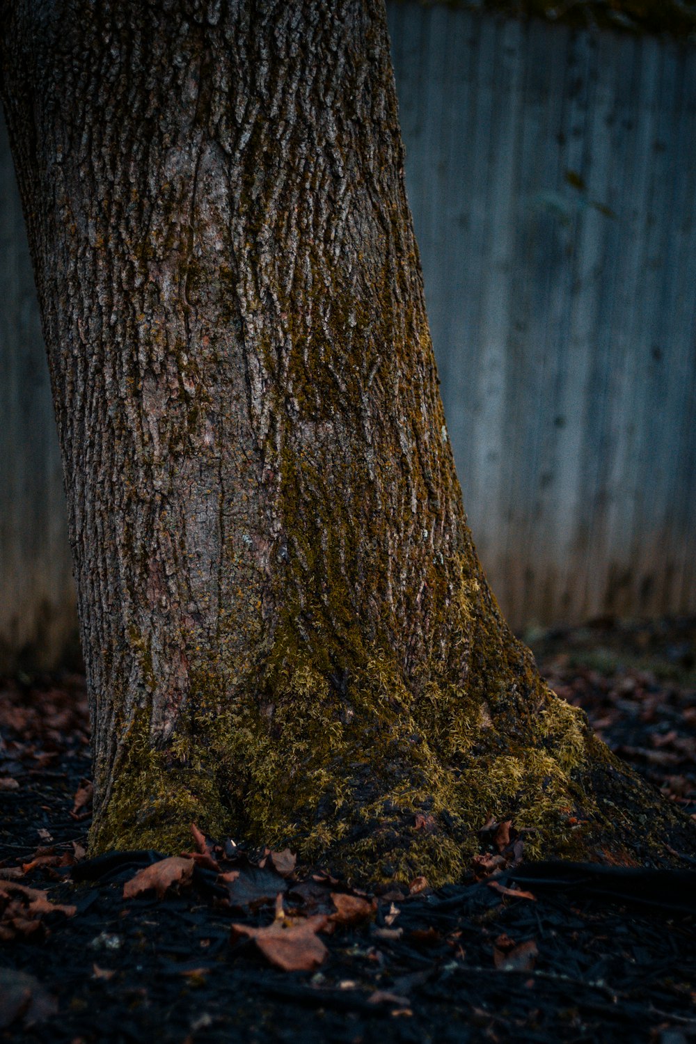 foglie appassite marroni vicino all'albero