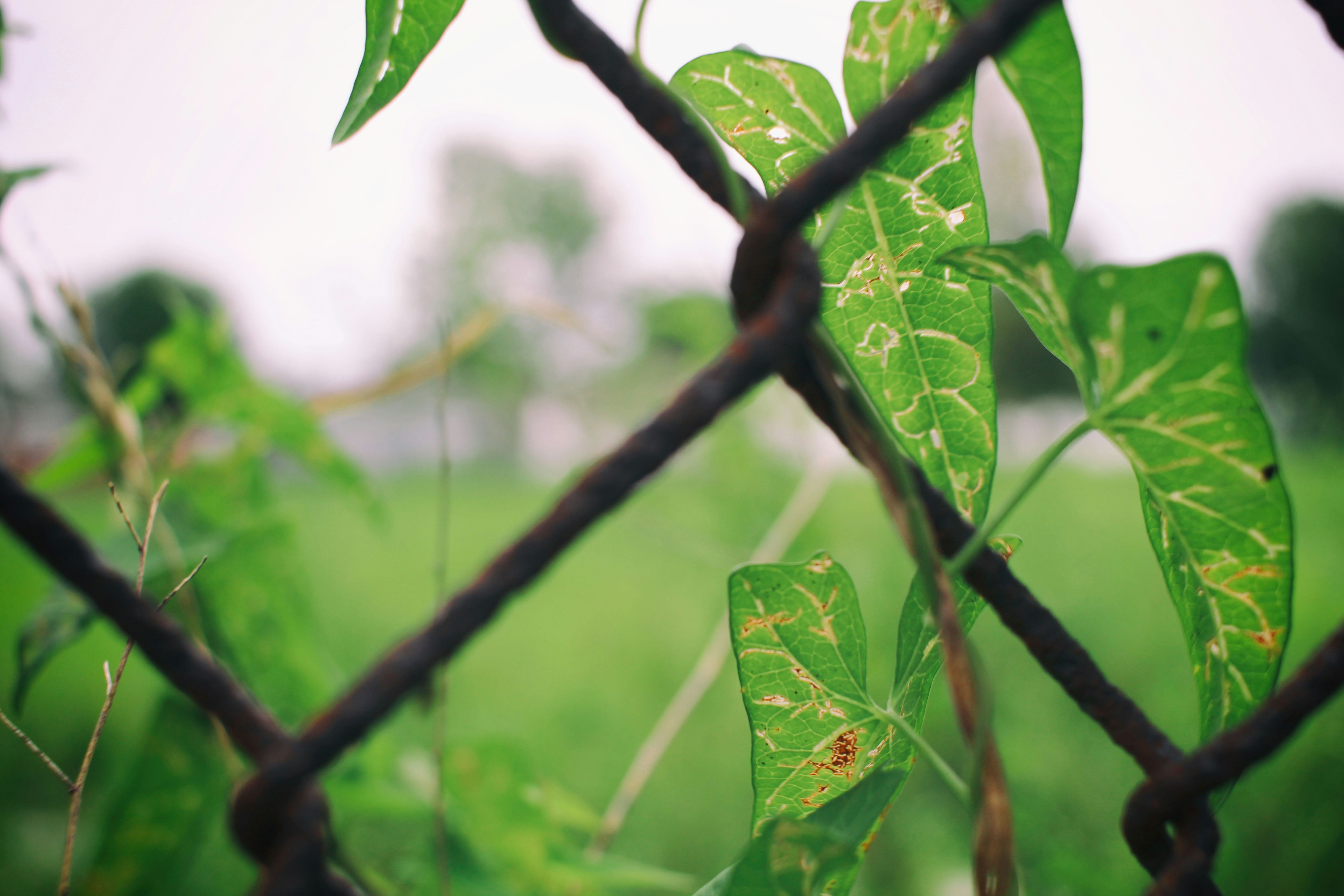 Sturdy Metal Garden Fence