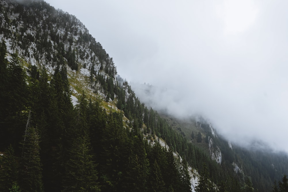 aerial photo of green trees on mountain with fog at daytime