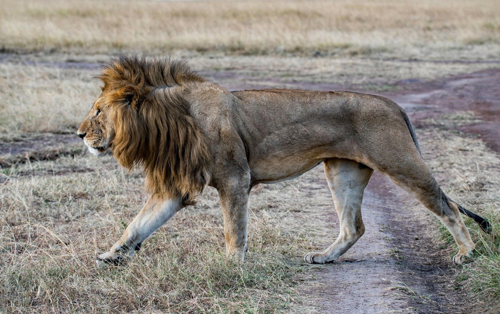 Sigma 150-600mm F5-6.3 DG OS HSM | S sample photo. Photo of lion crawling photography