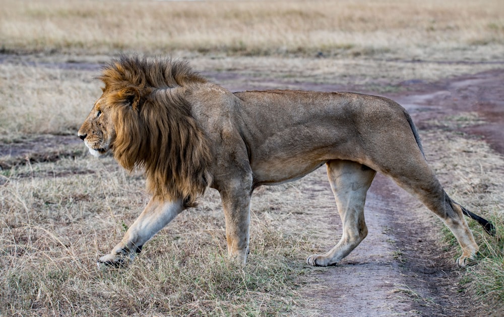 Foto eines Löwen, der tagsüber auf grünem Gras krabbelt