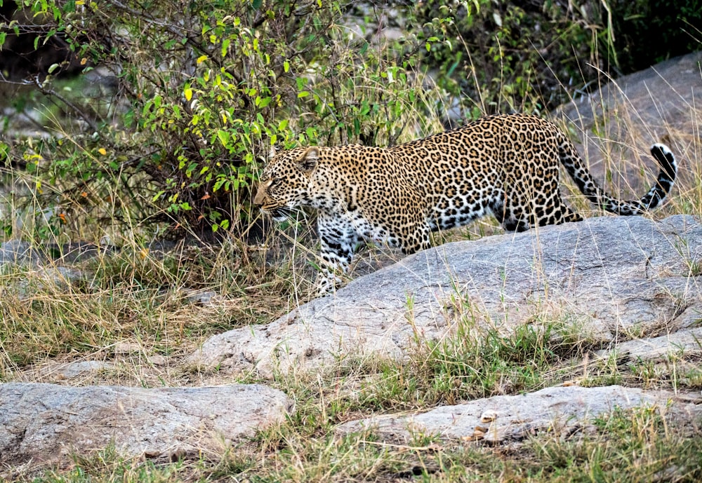 leopardo marrón y negro caminando sobre roca gris durante el día