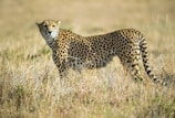 wildlife photo of cheetah